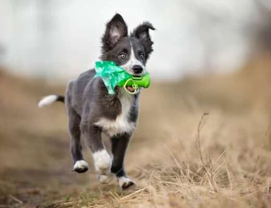 Pet Waste Bags: Why Your “Plastic” Bag Is a Fraud — and What Chemistry Says About It